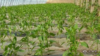 當農(nóng)作物“喝中藥” 甘肅探索植物源農(nóng)藥保障舌尖安全