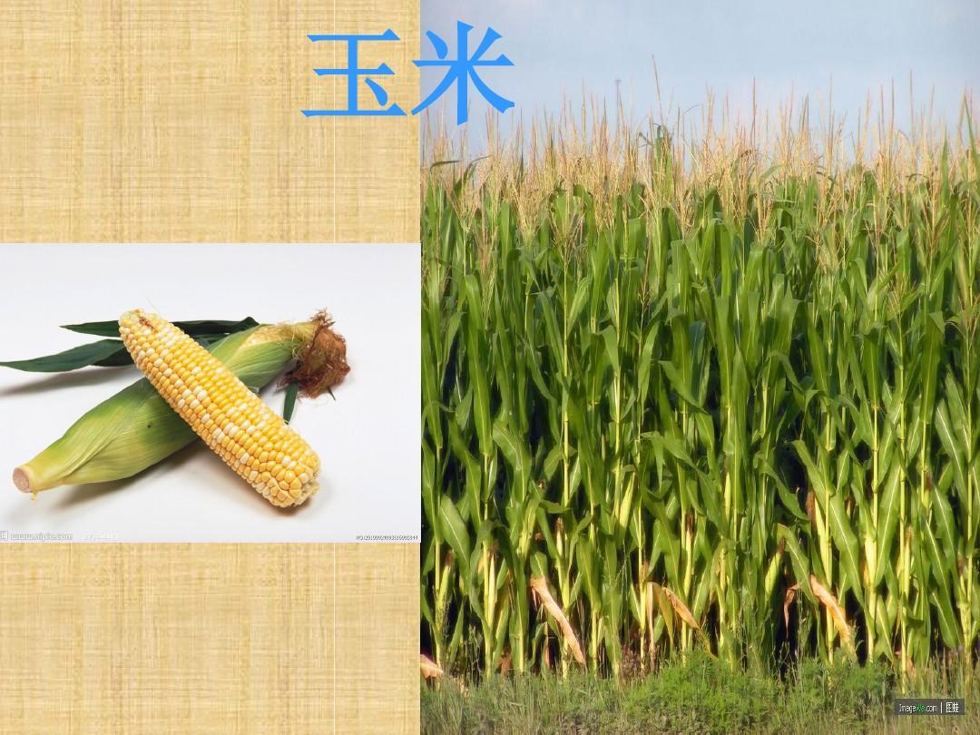 金秋豐收 農作物與水果的華彩樂章