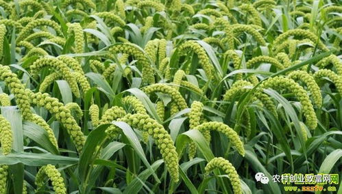 2018年蔬菜種植前景分析 哪些品種值得關(guān)注？